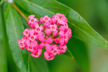 美しいロンデレチア・レウコフィラ（アカネ科）。
Beautiful Panama rose (Rondeletia leucophylla).
静岡県賀茂郡熱川-2025年
