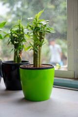 Ornamental plants or garden plants are plants that are primarily grown for their beauty but also for qualities such as scent or how they shape physical space. 