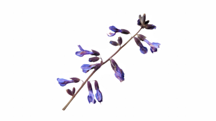 a purple flower long stem against a on a transparent background, PNG image, PNG file, Generative art.