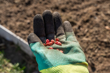 A hand in a rubber glove holds red pea seeds close-up on the background of a vegetable garden