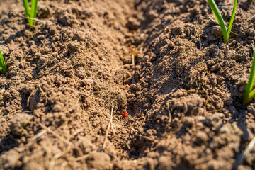 Garlic seeds planted in the soil of a vegetable garden bed, close-up