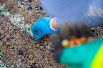 Female hands in rubber gloves plant onion seeds in the soil of a vegetable garden bed in spring