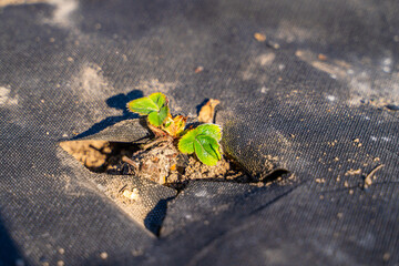 Strawberry bed covered with dark agrofibre. The first green strawberry leaves after winter, on a sunny spring day