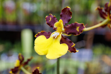 オンシジューム・ヒファエマチカム
英名学名：Oncidium...
