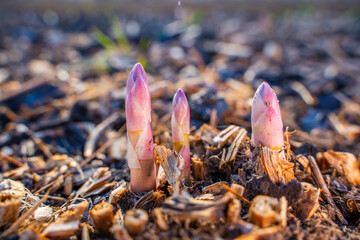 The first asparagus sprouts in the garden in spring, close-up, sunny day