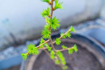 Larch seedling growing in a pot, close-up