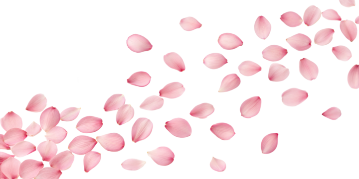 Flying Pink cherry blossoms isolated on transparent background. Png