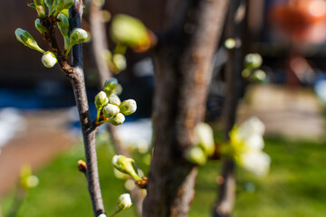 Blooming plum tree close-up. Beginning of tree flowering