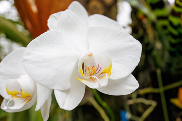 Fototapeta premium ファレノプシス・アマビリス Phalaenopsis amabilis 美しいラン（ラン科）たち。 静岡県賀茂郡熱川-2025年 