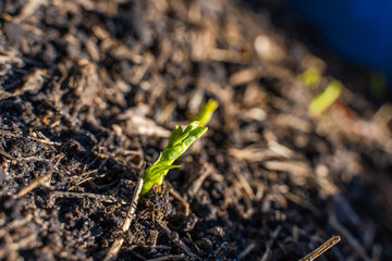 The first pea germinal leaves sprouting in the vegetable garden, close-up