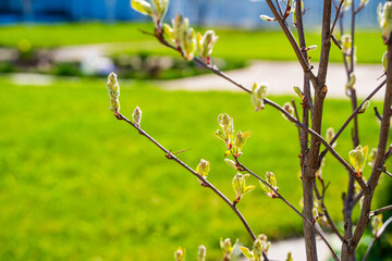 A young irgi tree opens its leaves in early spring