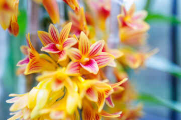 デンドロビウム・ブレニアヌム
英名学名：Dendrobium...
