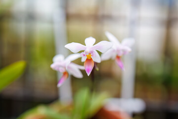 ファレノプシス・エクエストリス
英名学名：Phalaenopsis...