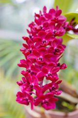 リンコスティリス・ギガンテア
英名学名：Rhynchostylis gigantea
美しいラン（ラン科）たち。
静岡県賀茂郡熱川-2025年
