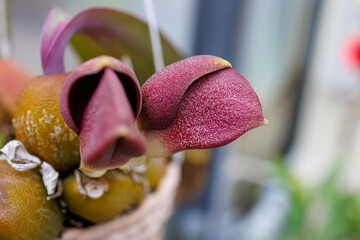 バルボフィラム・フレッチェリアヌム
英名学名：Bulbophyllum...