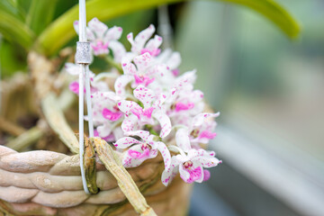 リンコスティリス・ギガンテア
英名学名：Rhynchostylis...