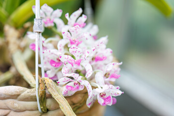 リンコスティリス・ギガンテア
英名学名：Rhynchostylis...