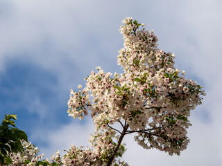 青空と桜の花