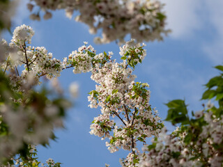 青空と桜の花