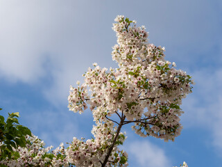 青空と桜の花