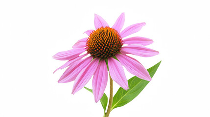 a close up of a pink flower on a transparent background, PNG image, PNG file, Generative art.