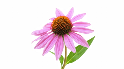 a close up of a pink flower on a transparent background, PNG image, PNG file, Generative art.