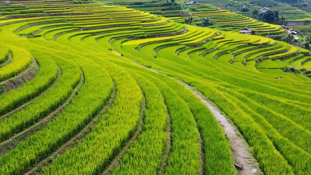 Exploring Lush Green Rice Terraces in Hilly Landscape