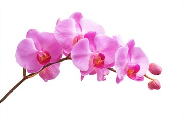 Pink orchid flower branch isolated on white background
