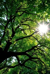 Fototapeta premium Sunlight filters through lush green leaves forming a natural archway beneath sprawling tree branches, natural, beauty