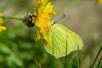 Spring flowers in macro photos.