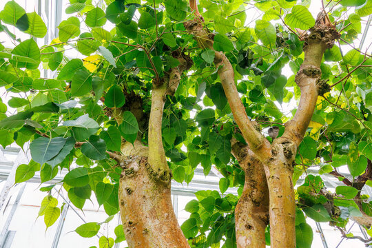 インドボダイジュ（クワ科）の木。
英名学名：Bo tree (Ficus religiosa) tree.
静岡県賀茂郡熱川-2025年

