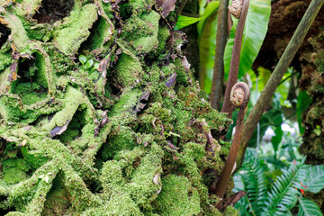 大きく貴重なリュウビンタイ（リュウビンタイ科）。
英名学名：The large and precious Elephant fern, Angiopteris lygodiifolia Rosenst, family Ryubinidae.
静岡県賀茂郡熱川-2025年
