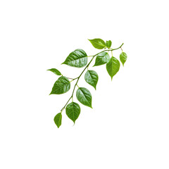 Obraz premium Fresh Green Leaves on Branch Isolated on White Background