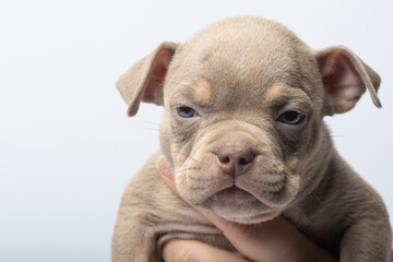 Obraz premium Cute brown puppy resting on human hand against light background close-up photo. Adorable brown puppy being gently held in a hand, isolated on light background. Concept of pet care, love and innocence