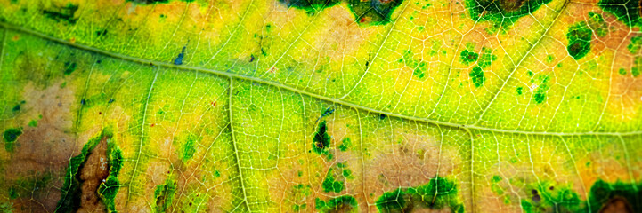yellow autumn leaf close-up. Web banner
