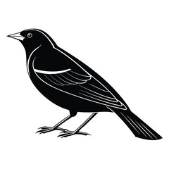 Fototapeta premium Red-winged blackbird silhouette, bird silhouette on a white background