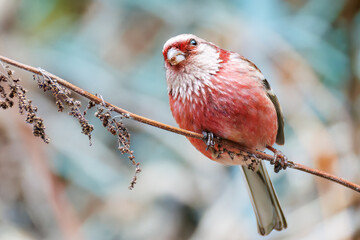 ペアで
食事中の可愛いベニマシコ（アトリ科）
英名学名：Long-tailed Rosefinch (Uragus sibiricus)
神奈川県清川村、早戸川林道-2025年
