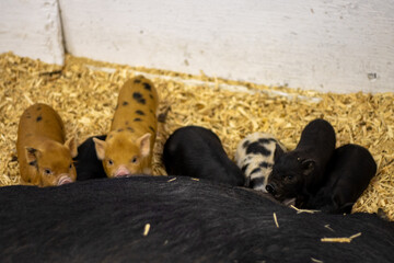 Different colored piglets lined up at adult and looking up. © Cavan