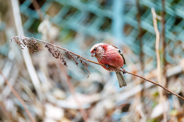 ペアで
食事中の可愛いベニマシコ（アトリ科）
英名学名：Long-tailed Rosefinch (Uragus sibiricus)
神奈川県清川村、早戸川林道-2025年
