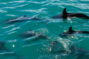 Obraz premium Dolphins swimming off coast of Kaikora, New Zealand