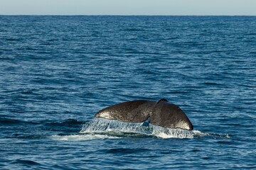Fototapeta premium Whales Tail diving into ocean off Kaikoura, New Zealand
