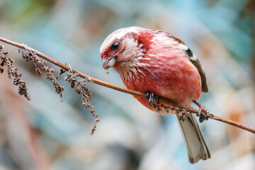 ペアで
食事中の可愛いベニマシコ（アトリ科）
英名学名：Long-tailed Rosefinch (Uragus sibiricus)
神奈川県清川村、早戸川林道-2025年
