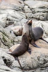 Obraz premium Seal pups and mom in Kaikoura, New Zealand