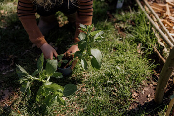 Child's hand holds seedling near backyard garden trellis