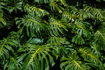 Monstera Deliciosa Lush Green Foliage with Tropical Elegance