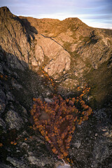 heart formed by trees on the mountain