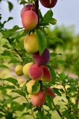 Plums on a Tree Branch in the Garden
