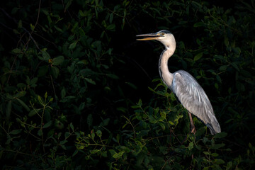 Poised Great Blue Heron Standing on the  River