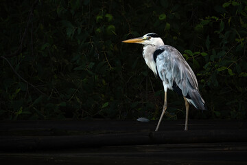 Poised Great Blue Heron Standing on the  River