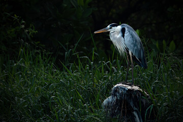Poised Great Blue Heron Standing on the  River